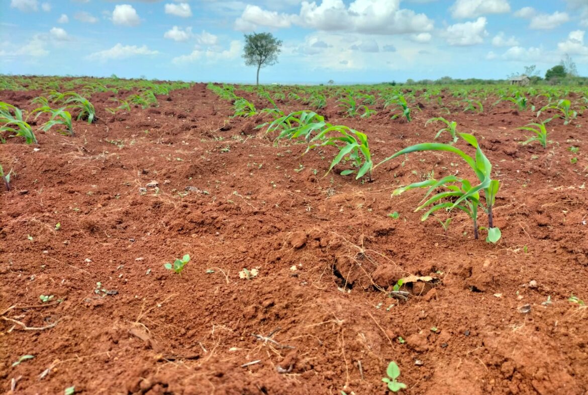 Malindi Prime Agricultural Land