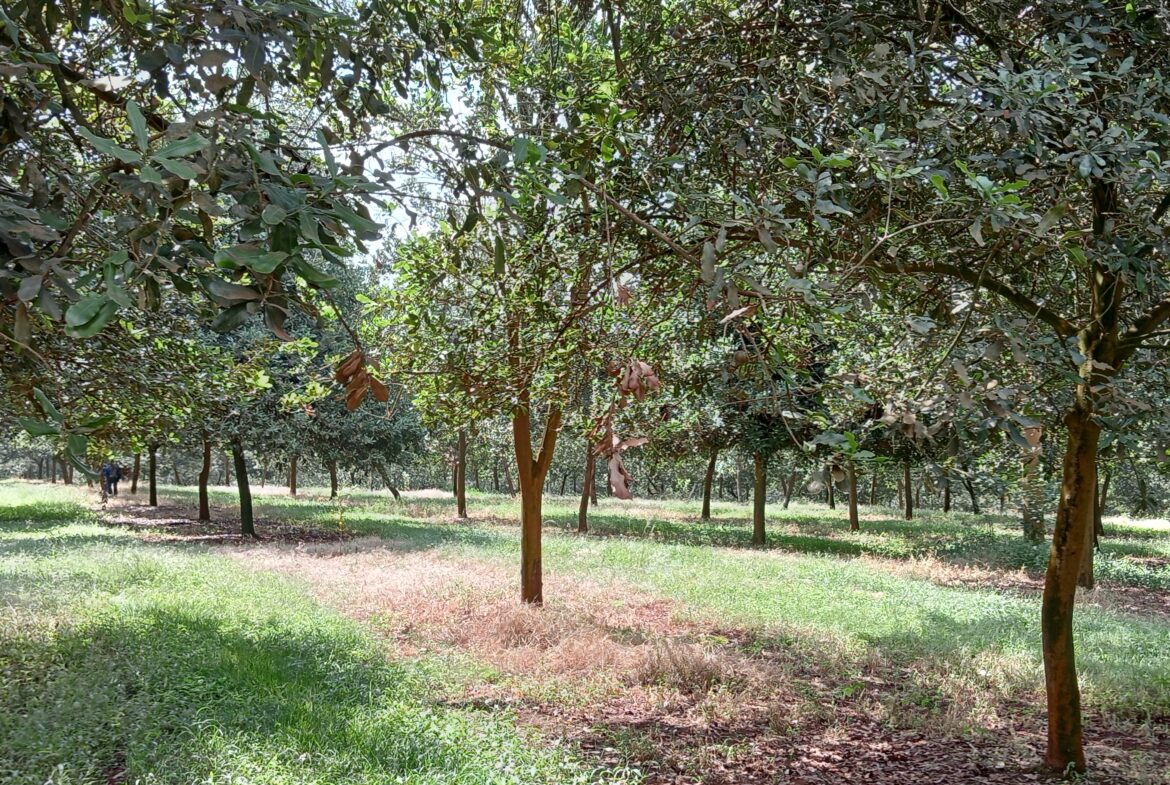 Thika Grove Chania